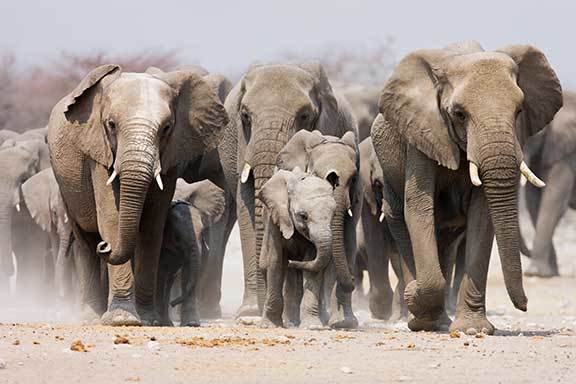 Botswana mit Victoriafällen und Sambesi Region (Caprivistreifen)