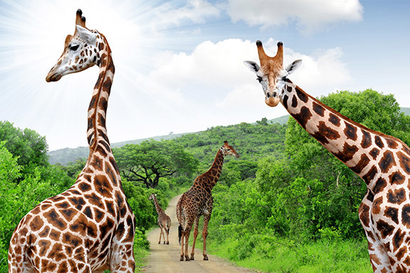 Südafrika Family