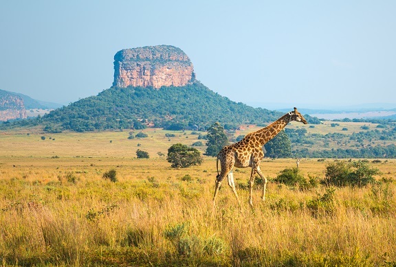 Südafrika, Botswana und Mosambik ComfortPlus