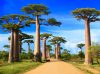 wiLIVE Madagaskar & Afrika
